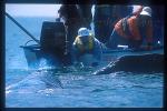 Gray Whales 22