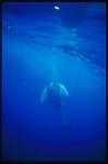 Humpback Whales 110
