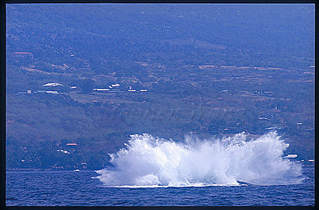 Humpback Whales 115