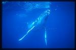 Humpback Whales 133