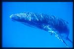 Humpback Whales 135