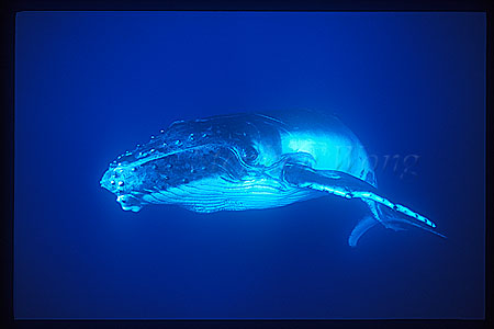 Humpback Whales 140