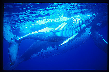Humpback Whales 148