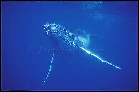 Humpback Whales 151