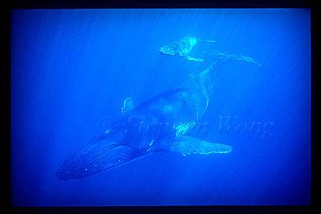 Humpback Whales 155