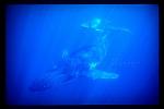 Humpback Whales 155