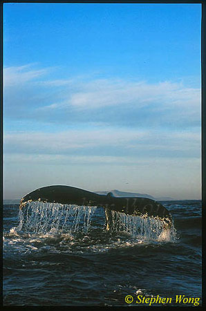 Humpback Whales 158