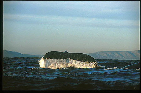 Humpback Whales 160