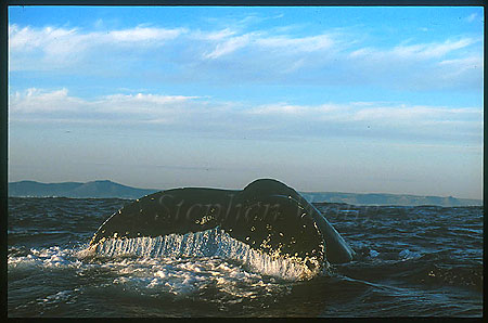 Humpback Whales 161