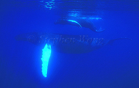 Humpback Whales 165