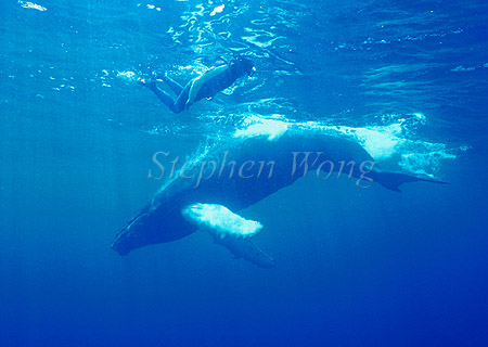 Humpback Whales 166