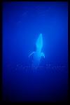 Minke Whales 101