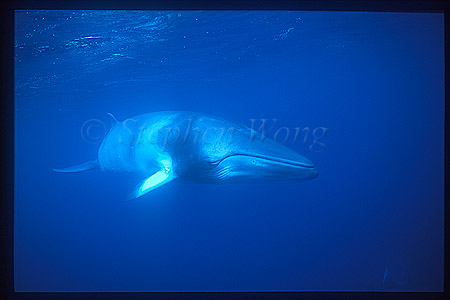 Minke Whales 107