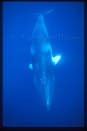 Minke Whales 110