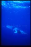 Minke Whales 116