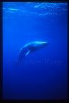 Minke Whales 117