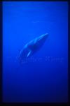 Minke Whales 118