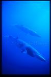 Minke Whales 119