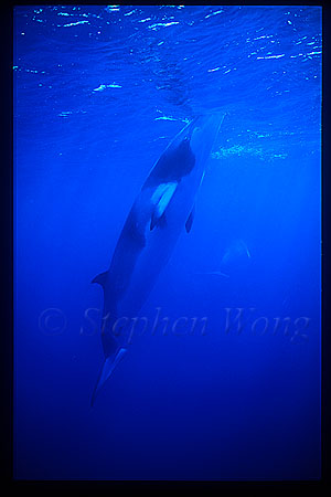 Minke Whales 121