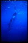 Minke Whales 121