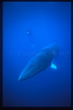 Minke Whales 122