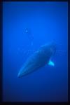 Minke Whales 122