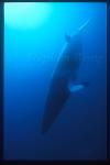 Minke Whales 123