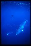 Minke Whales 124 & Brandon