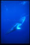 Minke Whales 125
