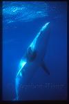 Minke Whales 127