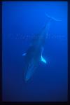 Minke Whales 129
