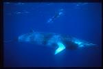Minke Whales 130 & Takako, Cairns2002