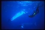 Minke Whales 131 & Takako, Cairns2002