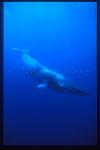 Minke Whales 132