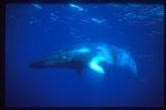 Minke Whales 133