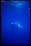 Minke Whales 134