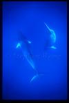 Minke Whales 135