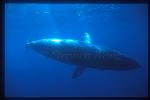 Minke Whales 136