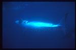 Minke Whales 137