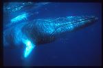 Minke Whales 138