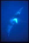 Minke Whales 140