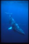 Minke Whales 141