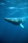 Minke Whales 142 0705