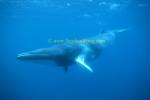 Minke Whales 143 0705