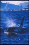 Orca Killer Whales 102