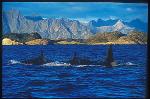 Orca Killer Whales 103