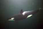 Orca Killer Whales 105