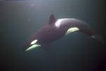 Orca Killer Whales 106