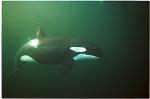 Orca Killer Whales 107