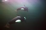 Orca Killer Whales 108